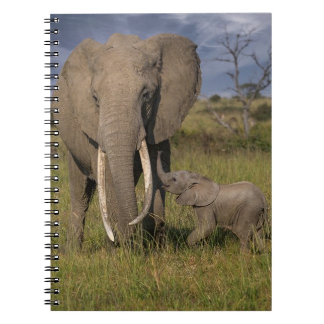Cutest Baby Animals | Amama Elephant With Baby Notebook (Front)