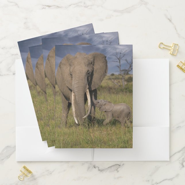 Cutest Baby Animals | Amama Elephant With Baby Pocket Folder (In Situ)