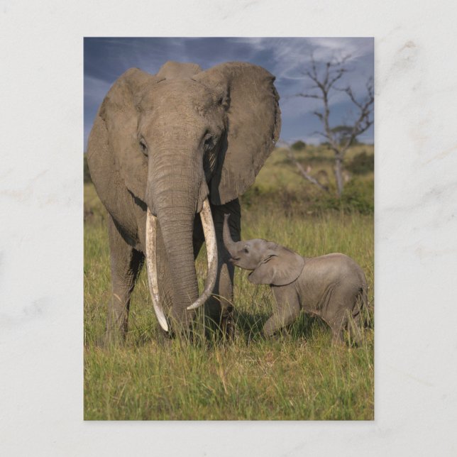 Cutest Baby Animals | Amama Elephant With Baby Postcard (Front)