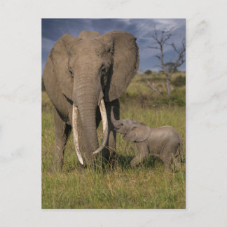 Cutest Baby Animals | Amama Elephant With Baby Postcard