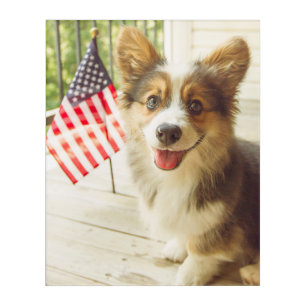 Cutest Baby Animals American Flag Corgi Acrylic Print