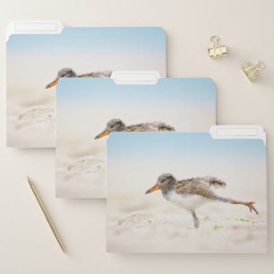 Cutest Baby Animals American Oystercatcher Chick File Folder