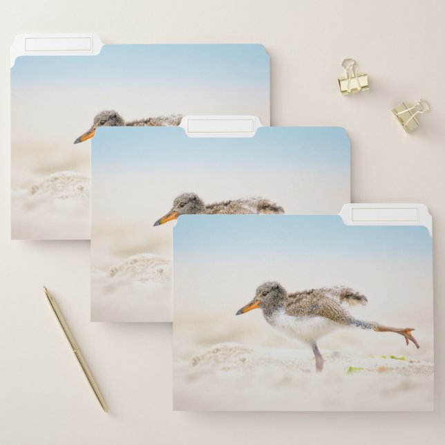 Cutest Baby Animals | American Oystercatcher Chick File Folder (Set)
