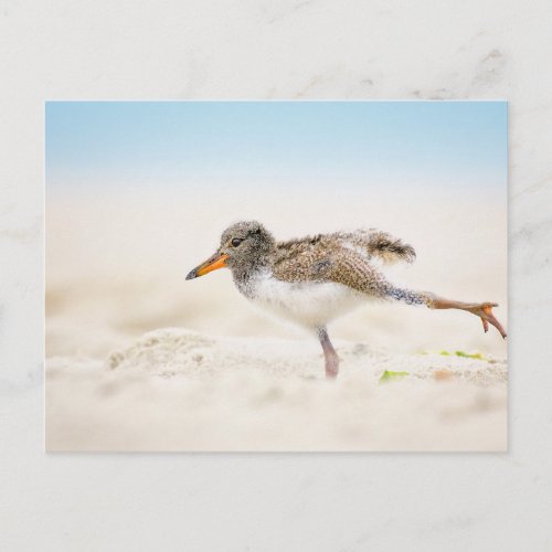 Cutest Baby Animals  American Oystercatcher Chick Postcard