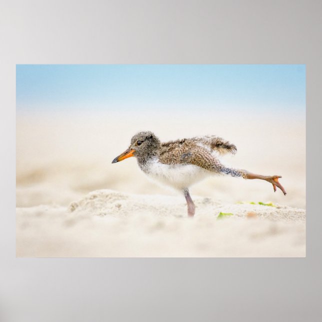 Cutest Baby Animals | American Oystercatcher Chick Poster (Front)