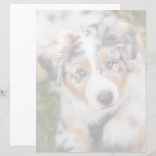 Cutest Baby Animals | Australian Shepherd Puppy (Front/Back)
