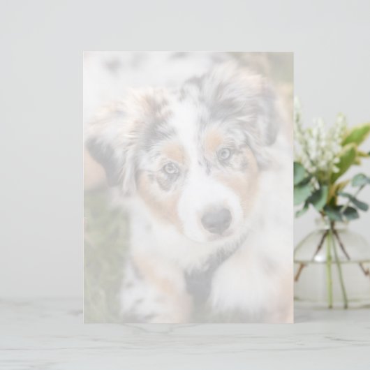 Cutest Baby Animals | Australian Shepherd Puppy (Standing Front)