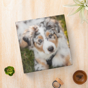 Cutest Baby Animals   Australian Shepherd Puppy 3 Ring Binder