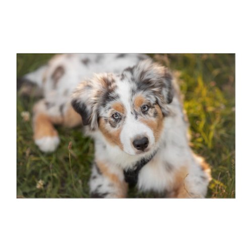 Cutest Baby Animals  Australian Shepherd Puppy Acrylic Print