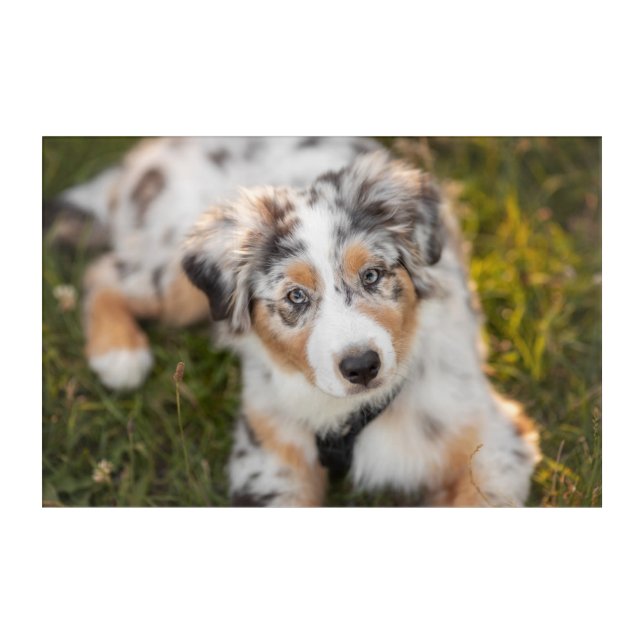 Cutest Baby Animals | Australian Shepherd Puppy Acrylic Print (Front)