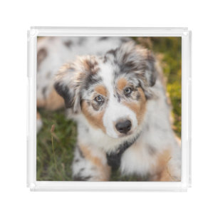 Cutest Baby Animals   Australian Shepherd Puppy Acrylic Tray