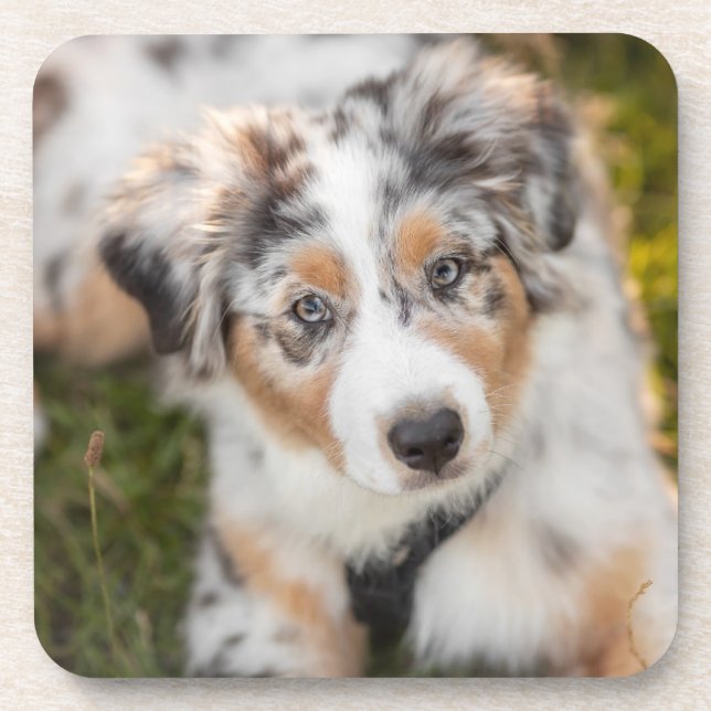 Cutest Baby Animals | Australian Shepherd Puppy Beverage Coaster (Front)