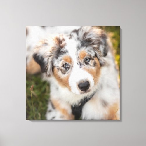 Cutest Baby Animals  Australian Shepherd Puppy Canvas Print