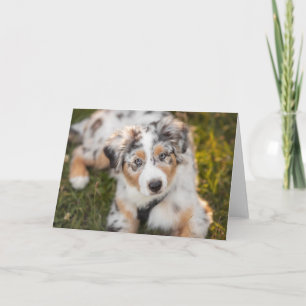 Cutest Baby Animals   Australian Shepherd Puppy Card