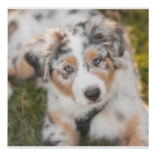 Cutest Baby Animals  Australian Shepherd Puppy Faux Canvas Print