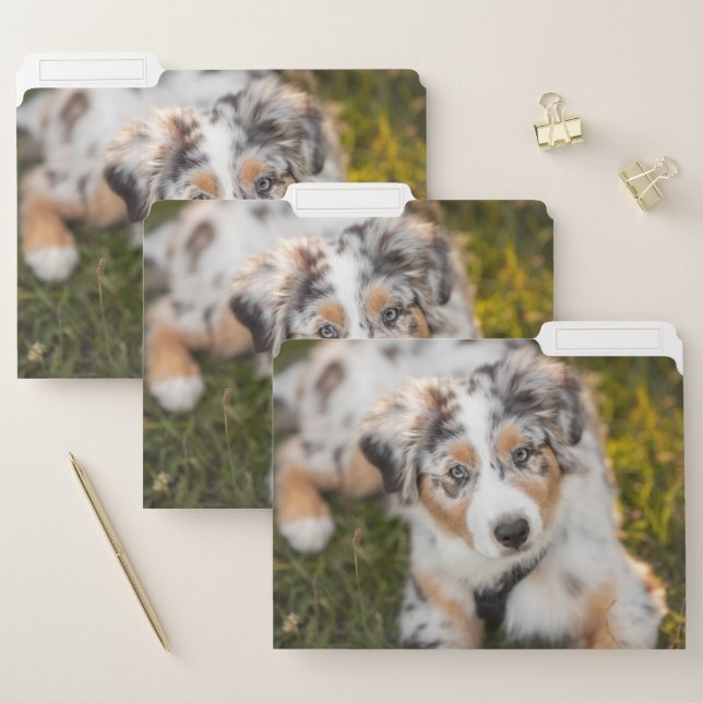Cutest Baby Animals | Australian Shepherd Puppy File Folder (Set)