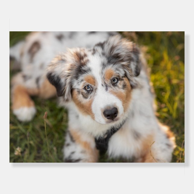 Cutest Baby Animals | Australian Shepherd Puppy Foam Board (Front)