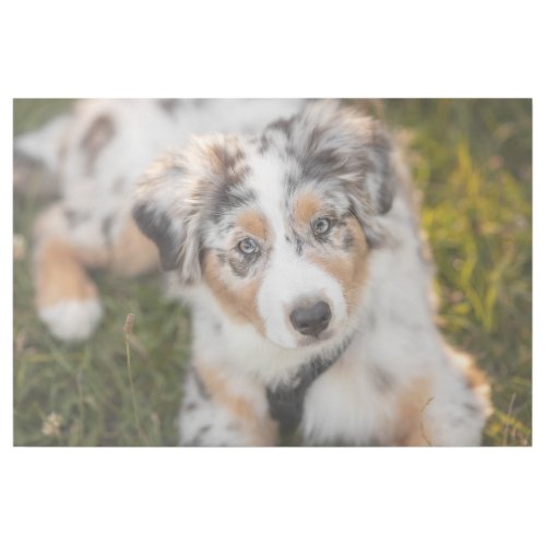 Cutest Baby Animals  Australian Shepherd Puppy Gallery Wrap