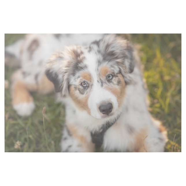 Cutest Baby Animals | Australian Shepherd Puppy Gallery Wrap (Front)