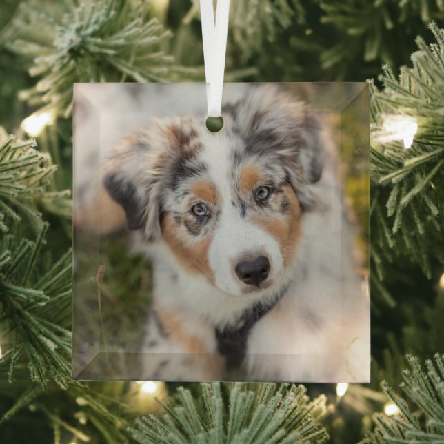 Cutest Baby Animals | Australian Shepherd Puppy Glass Ornament (Insitu)