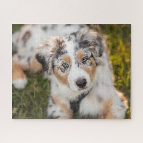 Cutest Baby Animals  Australian Shepherd Puppy Jigsaw Puzzle