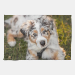 Cutest Baby Animals   Australian Shepherd Puppy Kitchen Towel