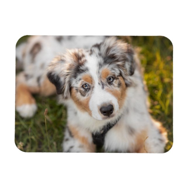 Cutest Baby Animals | Australian Shepherd Puppy Magnet (Horizontal)
