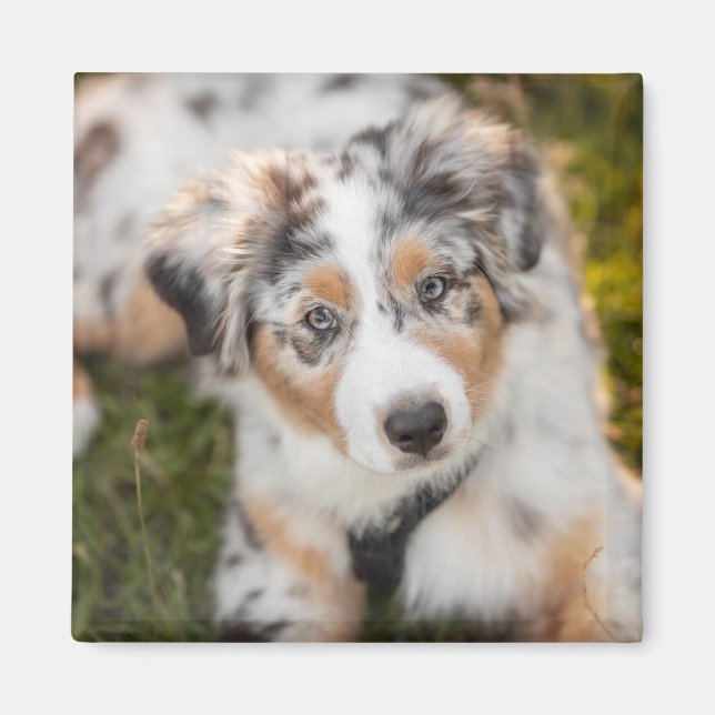 Cutest Baby Animals | Australian Shepherd Puppy Magnet (Front)