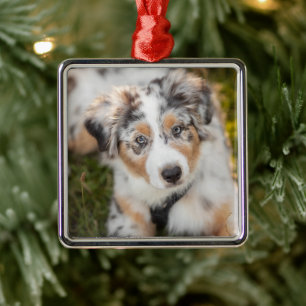 Cutest Baby Animals   Australian Shepherd Puppy Metal Ornament