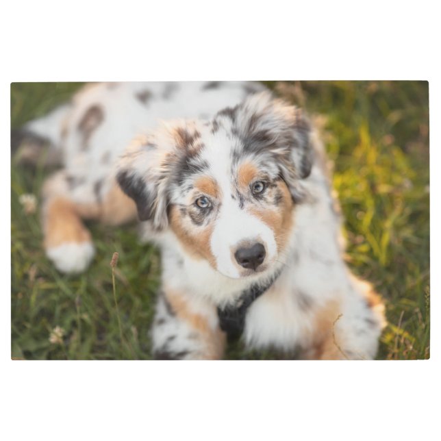 Cutest Baby Animals | Australian Shepherd Puppy Metal Print (Front)