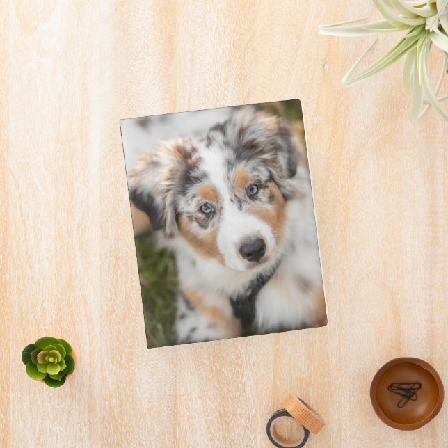 Cutest Baby Animals | Australian Shepherd Puppy Mini Binder (InSitu)