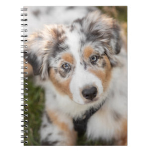 Cutest Baby Animals   Australian Shepherd Puppy Notebook