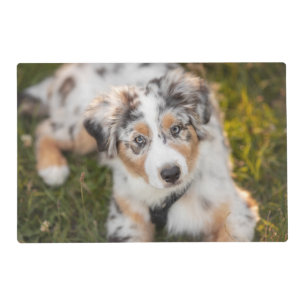 Cutest Baby Animals   Australian Shepherd Puppy Placemat