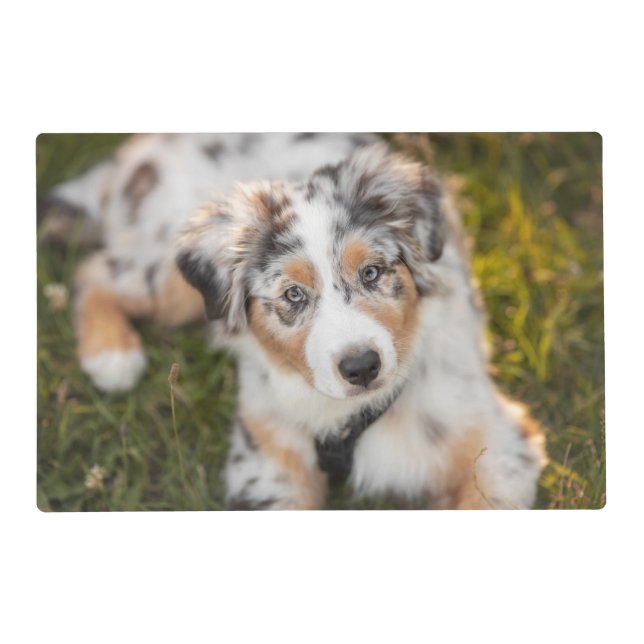 Cutest Baby Animals | Australian Shepherd Puppy Placemat (Front)