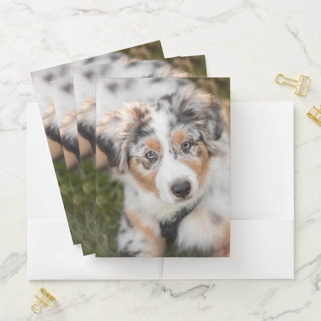 Cutest Baby Animals | Australian Shepherd Puppy Pocket Folder (In Situ)