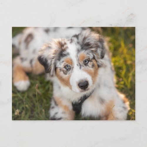 Cutest Baby Animals  Australian Shepherd Puppy Postcard