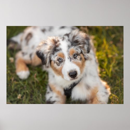 Cutest Baby Animals  Australian Shepherd Puppy Poster