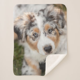 Cutest Baby Animals   Australian Shepherd Puppy Sherpa Blanket