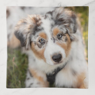 Cutest Baby Animals   Australian Shepherd Puppy Trinket Tray