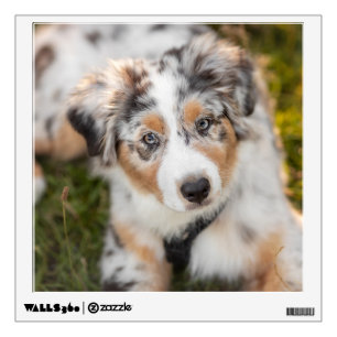 Cutest Baby Animals Australian Shepherd Puppy Wall Decal