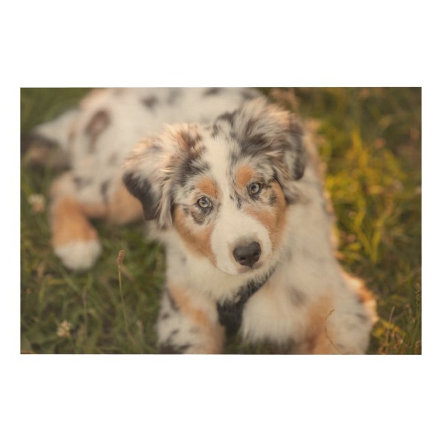 Cutest Baby Animals | Australian Shepherd Puppy Wood Wall Art (Front)