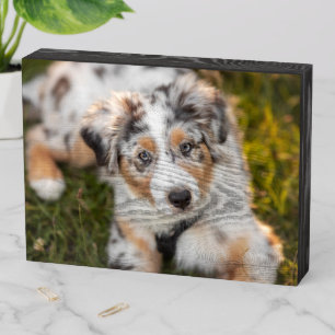 Cutest Baby Animals   Australian Shepherd Puppy Wooden Box Sign