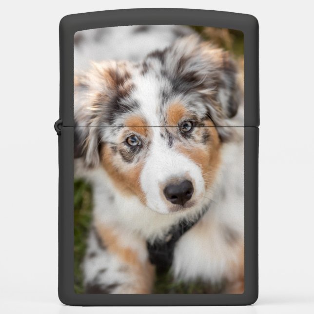 Cutest Baby Animals | Australian Shepherd Puppy Zippo Lighter (Front)
