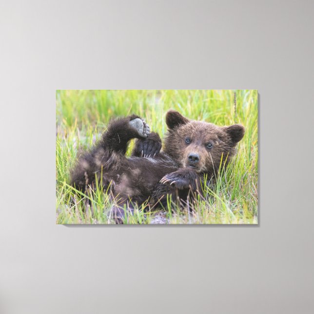 Cutest Baby Animals | Baby Brown Bear Cub Canvas Print (Front)
