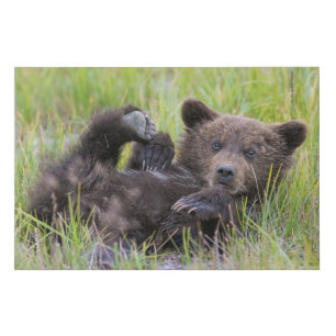 Cutest Baby Animals   Baby Brown Bear Cub Faux Canvas Print