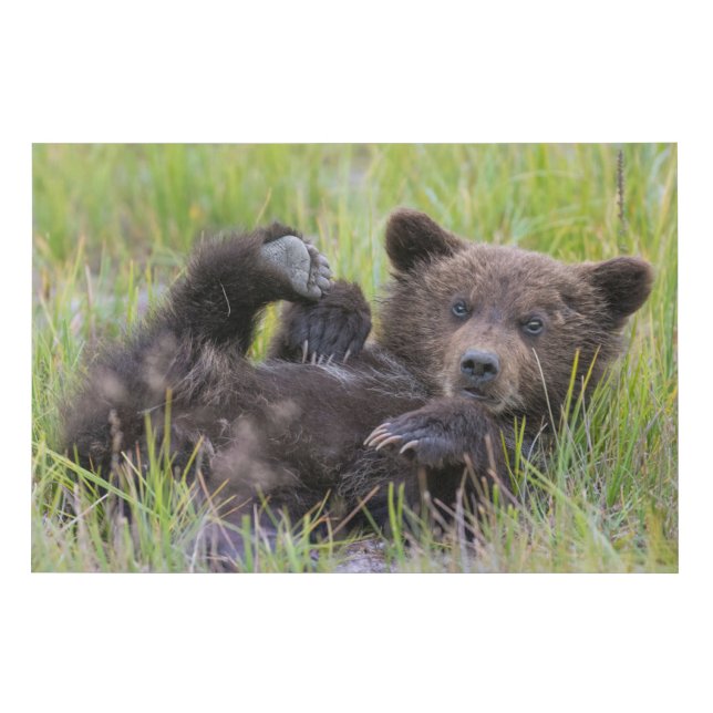 Cutest Baby Animals | Baby Brown Bear Cub Faux Canvas Print (Front)