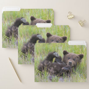 Cutest Baby Animals   Baby Brown Bear Cub File Folder