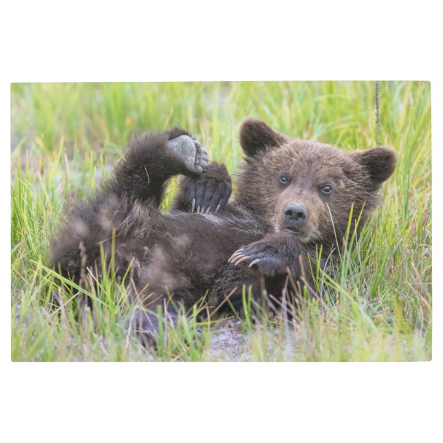Cutest Baby Animals | Baby Brown Bear Cub Metal Print (Front)