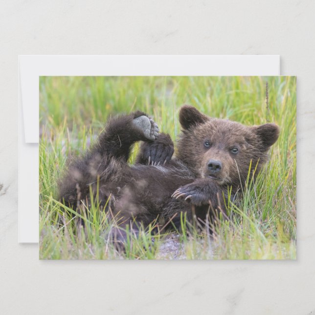 Cutest Baby Animals | Baby Brown Bear Cub Thank You Card (Front)