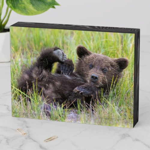 Cutest Baby Animals  Baby Brown Bear Cub Wooden Box Sign